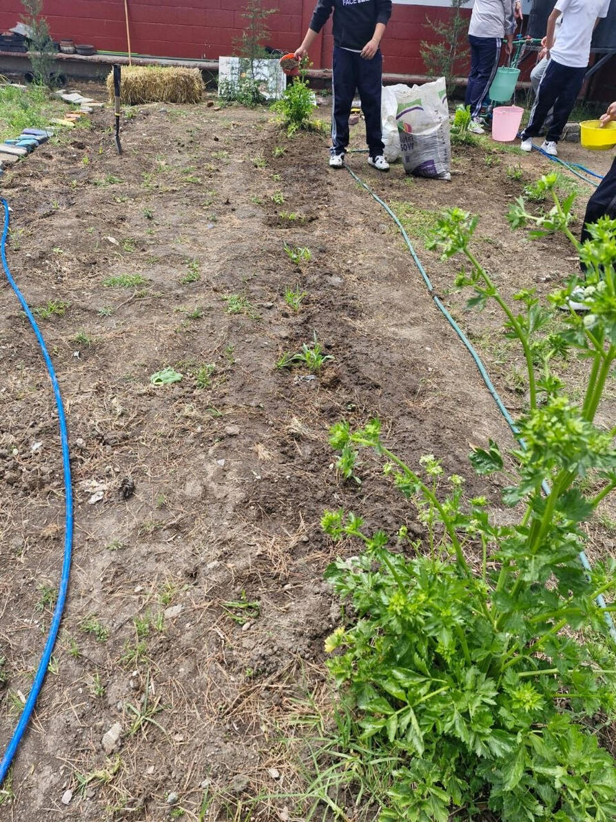 Primera siembra de maíz en el huerto escolar.