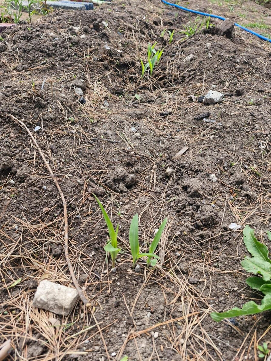 Primera siembra de maíz en el huerto escolar.